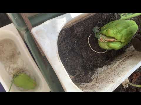 Planting your rooted chokos