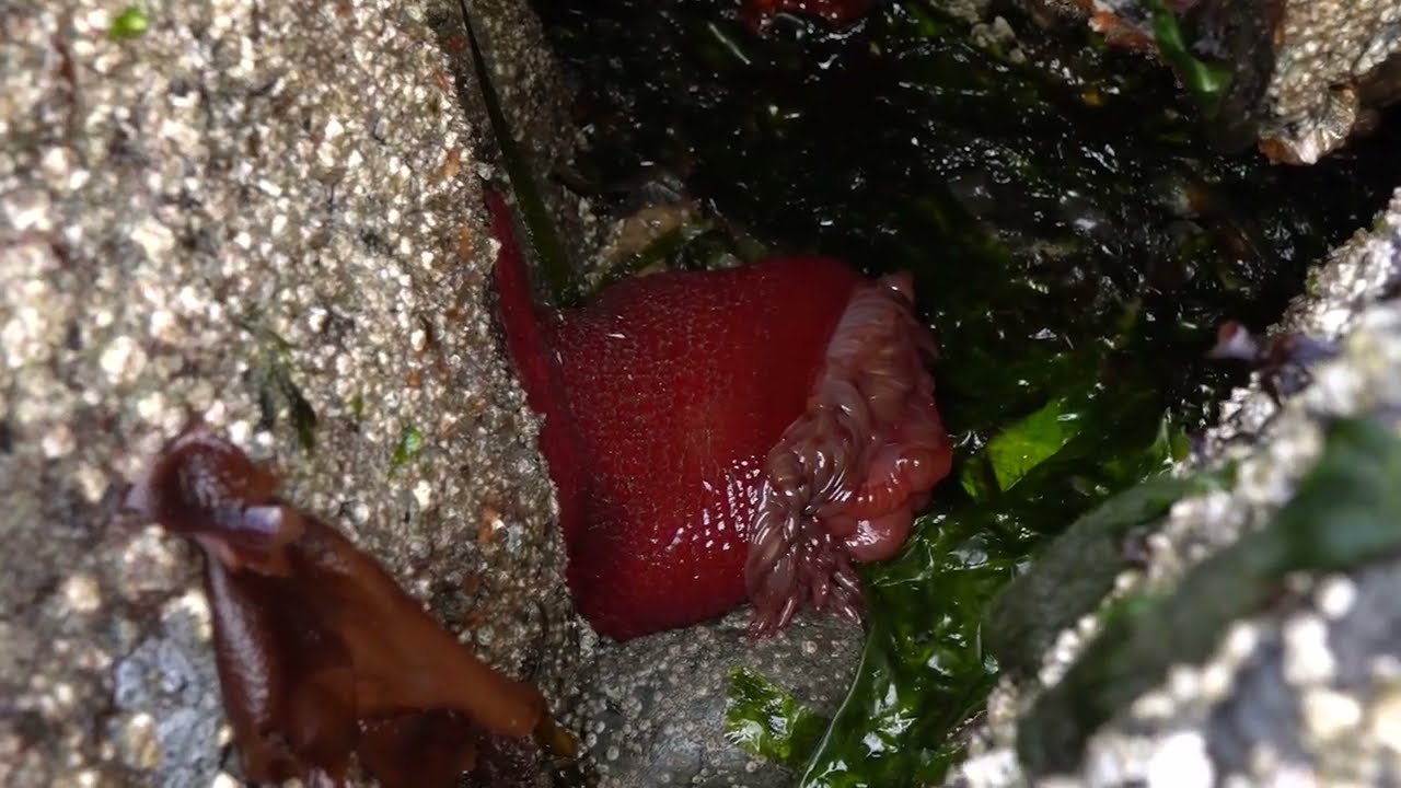 Encuentra anémonas en la playa con los Naturalistas de playa de Seattle Aquarium