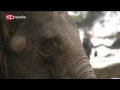 Olifant Dierenpark Emmen overleden