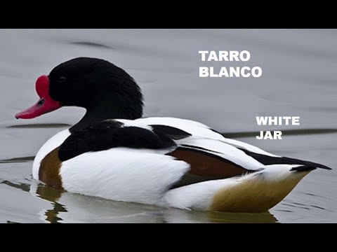 TARRO BLANCO | SHELDUCK | Tadorna tadorna