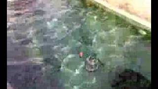 preview picture of video 'Pond refurbishment'