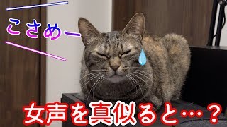 飼い主によってやっぱり態度が違う猫。女声で呼んだらどうなる？