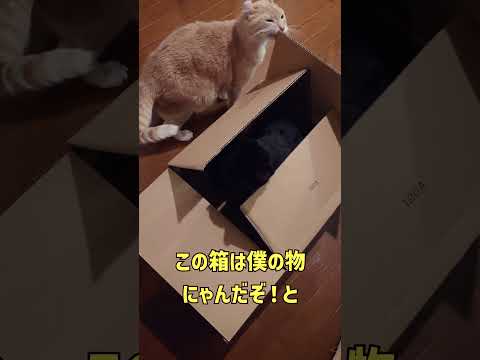猫と段ボール箱:研究者が驚くべき現象を観察