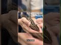 シマリス ♀（2026年春生まれの新生児）懐っこいです♪のYouTubeサムネイル画像