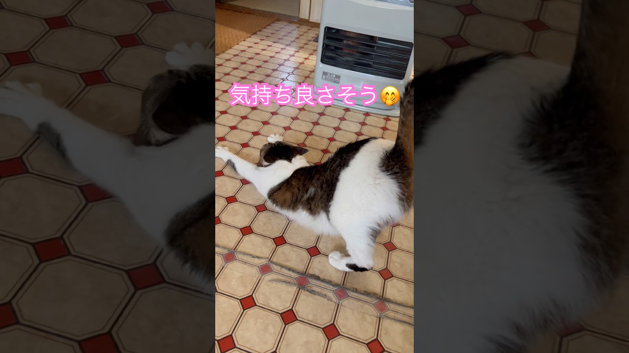 伸びぃ〜🌟#伸びる猫 #catstretch #猫ストレッチ