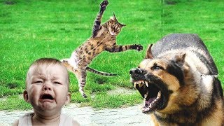 10 случаев когда коты кошки спасли жизнь человеку (Героические коты) - Смешные кошки МатроскинТВ
