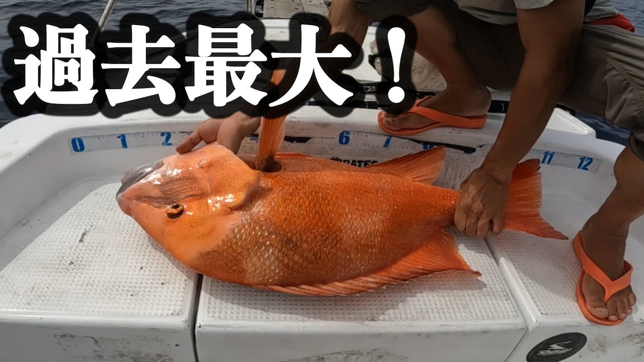 【奄美大島】信じられない！こんなサイズの魚が本当に釣れた！センネンダイ！【ジギング】