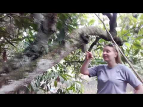 Owoc kakao libermedic