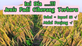 Download lagu The Latest Type of Ciherang Rice With a Weight Beating Inpari 32 mp3