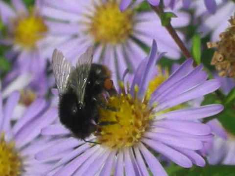 Creation by God - Bumblebee