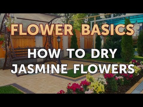 How to Get More Canna Lily Blooms