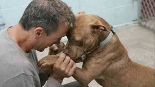 DON'T BREED OR BUY WHILE SHELTER PETS DIE.wmv