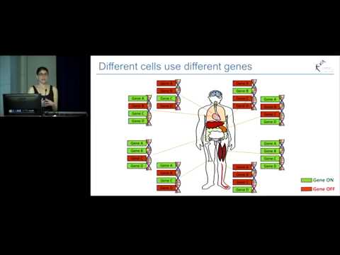 A look at epigenetics in 3D - Amanda Khoury