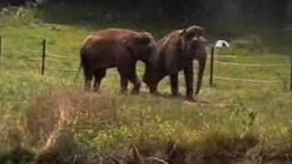 For Jenny - Tennessee Elephant Sanctuary