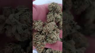 Fresh indoor OG kush