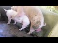 Breeding Success