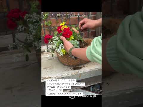 園芸 ドワーフ・サバル、ラタニエ