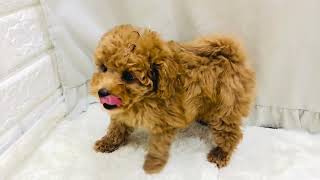 トイプードルの動画01