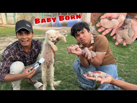 Hmari Cato Ny Baby Da Diya 😍 Kitna Baby Hein ya ?