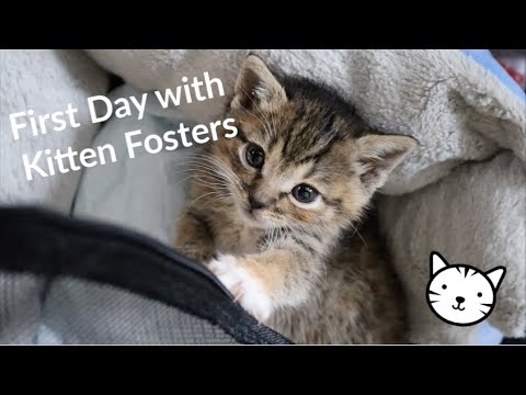 DAY IN THE LIFE OF FOSTER KITTENS!