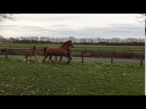 Vitalis Baumeister 2017