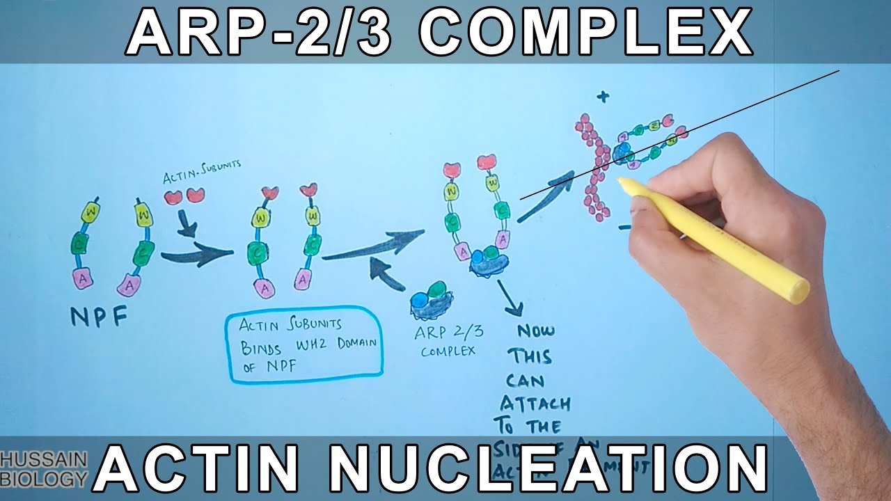 Actin Nucleation by Arp-2/3 Complex - YouTube