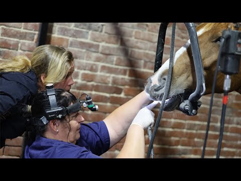 Pferde leiden still! Verhaltensausfälligkeiten oder Rittigkeitsprobleme kommen oft direkt von vorne