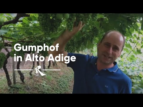Gumphof in Alto Adige - The Vineyards and Cellar