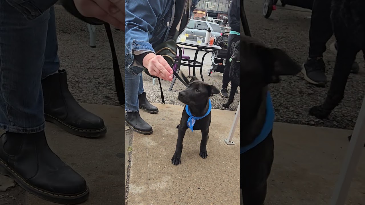 Enlarge Teddy, a Adoptable mixed breed in Kansas City, MO video 6/6
