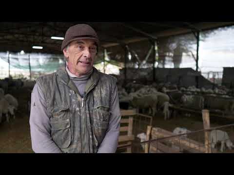 Naša priča ep. 323 28.10.2021. Srbobran, Milivoje Stričević, ovčarstvo