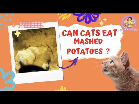 Is It Safe For Cats To Eat Mashed Potatoes? - Common Myths & The Truth. #cats #petnutritionplanet
