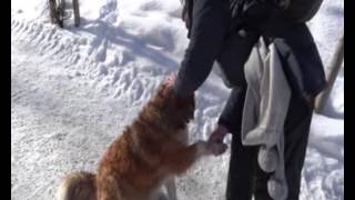 Hund - Freundschaft in den Bergen 