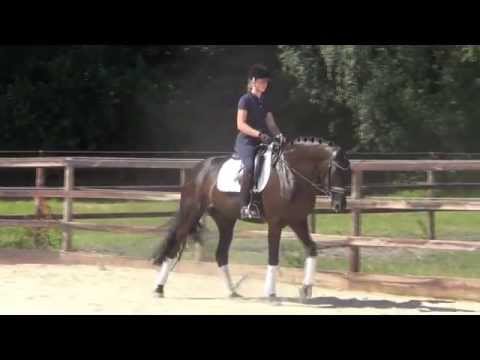 Lackschwarze San Amour - Tochter mit allen Möglichkeiten