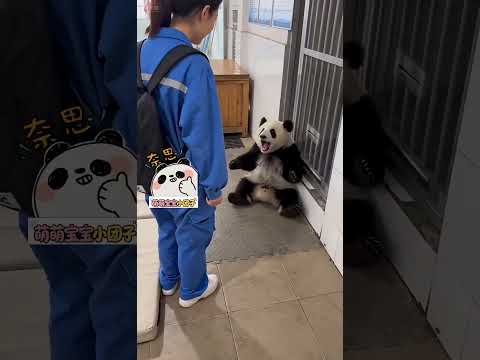 可愛熊貓滾滾之 是不是不讓下班 #熊貓 #可愛 #專治不開心 #小時候的故事