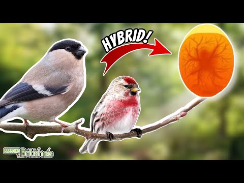 HYBRID on the way?! | Breeding British Birds S2:Ep8