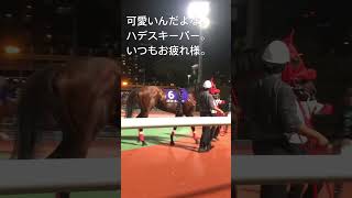 好きな馬を見て欲しいだけ。 ハデスキーパー#競馬 #大井競馬