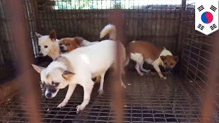 103 psy uratowane przed trafieniem na talerze Koreańczyków