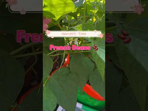Let’s harvest Fresh Organic Beans 🫘 | Terrace Garden #garden #harvest #gardening #shorts