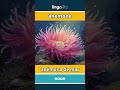 anemone - anémona de mar video thumbnail