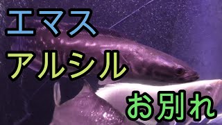 さようなら、トーマンエマス・アルビノシルバーアロワナ!　そしてピラルクー水槽へリニューアル!!!【熱帯魚,古代魚,大型魚,観賞魚,アクアリウム】