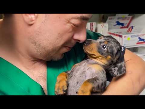 Les chiens qui font oublier leur métier aux vétérinaires 🤣 drôle de réaction d'un chien.