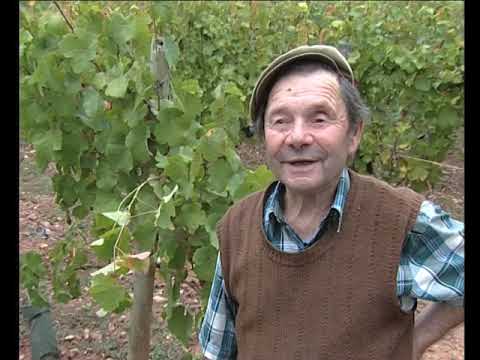 Plantar la vinha