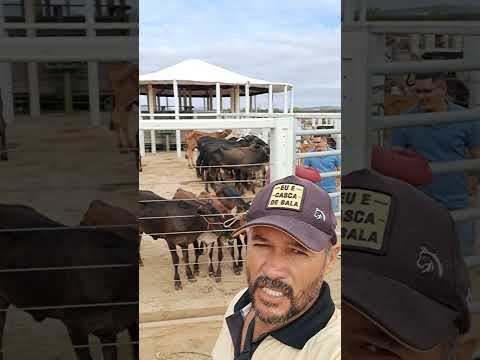 FEIRA DE GADO DE DE AFOGADOS DA IGAZEIRA 06/12/ 2025