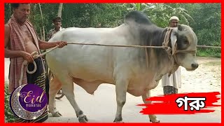 এক গরু আদর ভালোবাসায় মাতিয়ে রেখেছে পুরো গ্রাম | Eid 2025