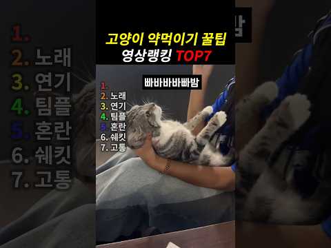 고양이 맘마 먹이기 top7