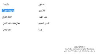 تعلم اللغة الانجليزية الدرس 57 اسماء الطيور بالانجليزي الجزء 2