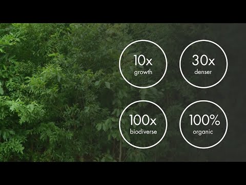 Tiny Forest documentary about the effects of the Miyawaki method in the Netherlands