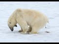 polar bear scream