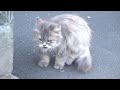Shy Fluffy Cat And Two Old Tuxedo Cats