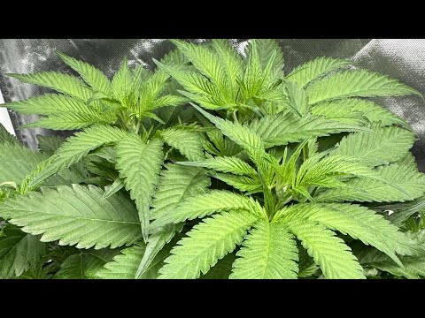 Late Veg Update CBD and Photoperiod Plants